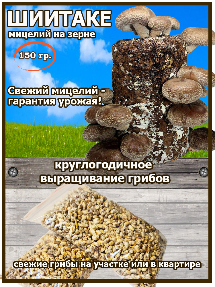 Мицелий шиитаке 150 грамм