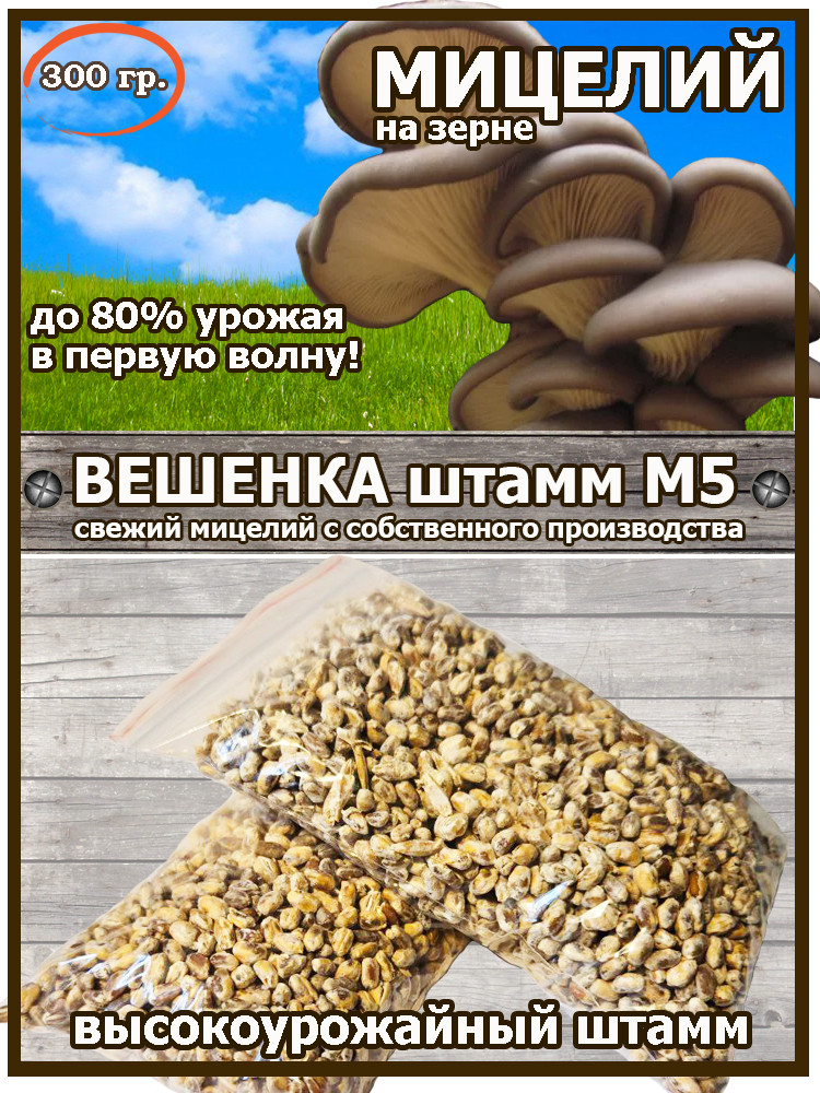 Мицелий вешенки М5 300 гр.